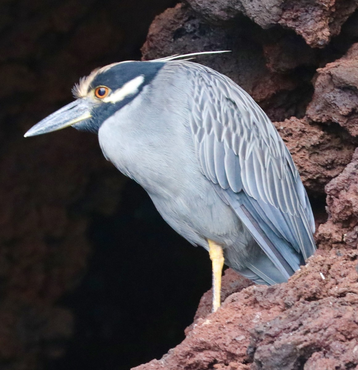 Yellow-crowned Night Heron (Galapagos) - ML623617174