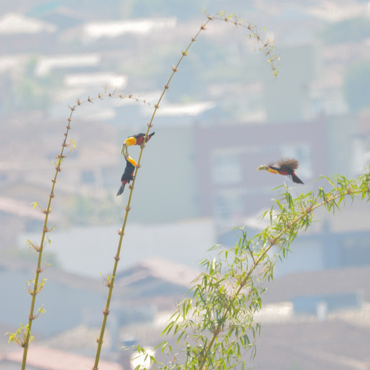 Red-breasted Toucan - ML623617217