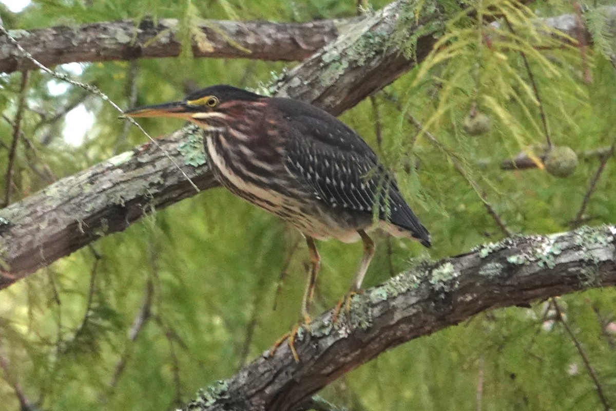 Green Heron - ML623617261