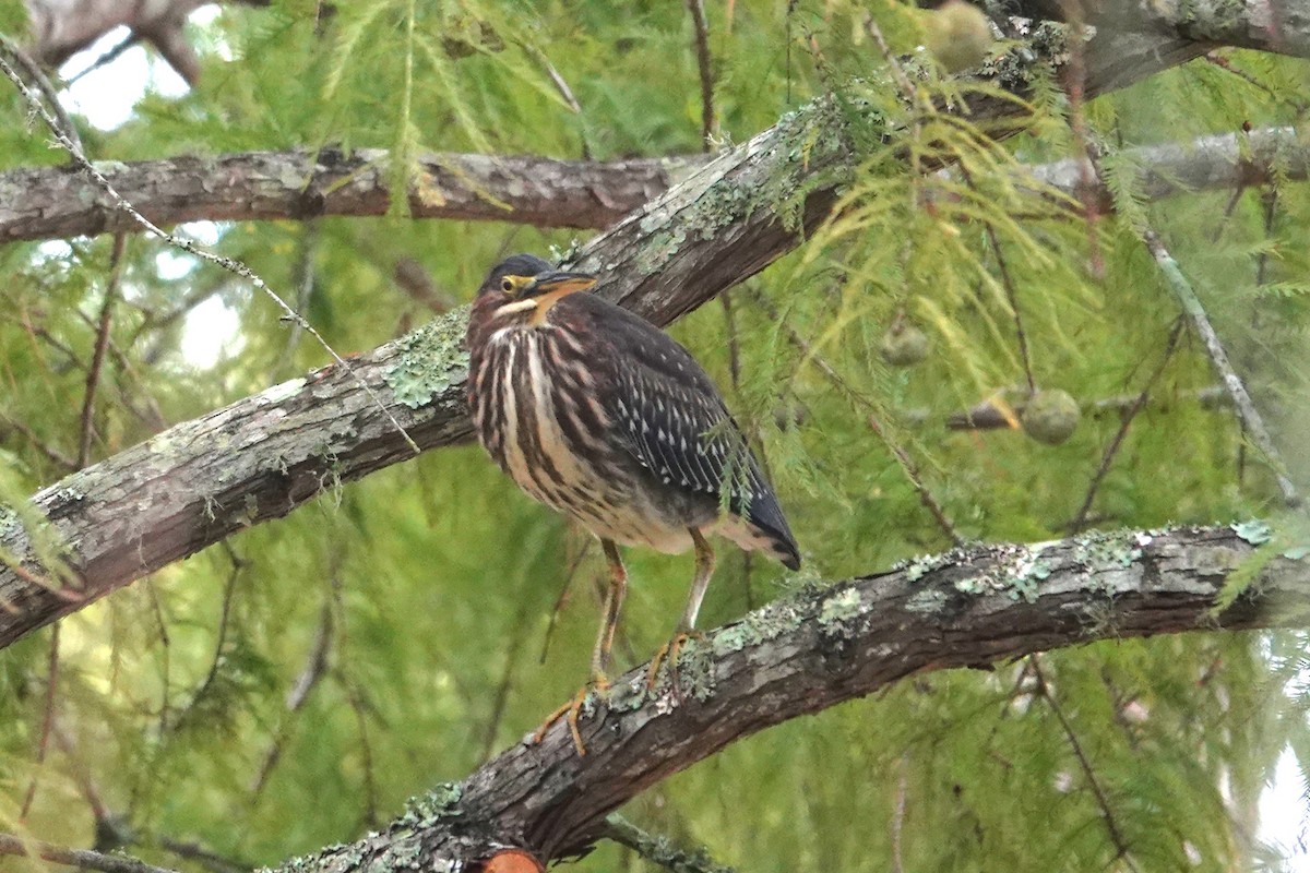 Green Heron - ML623617262