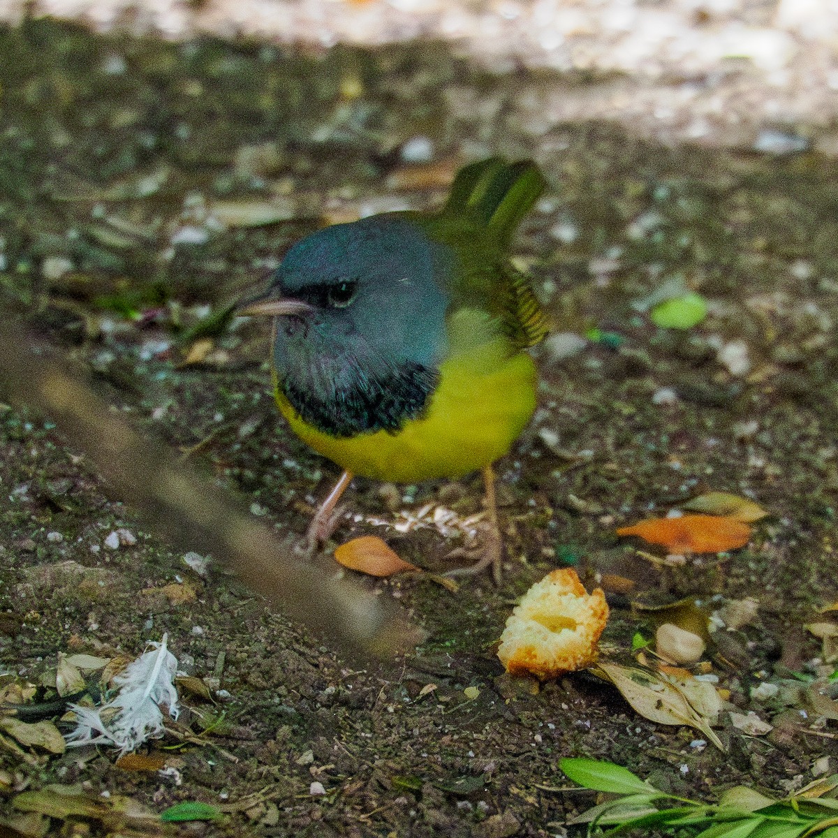 Mourning Warbler - ML623617270