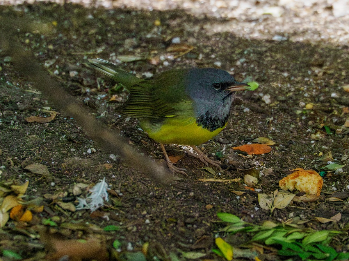 Mourning Warbler - ML623617271