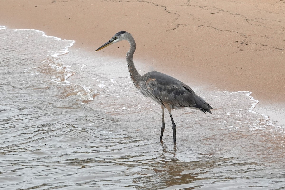 Great Blue Heron - ML623617287