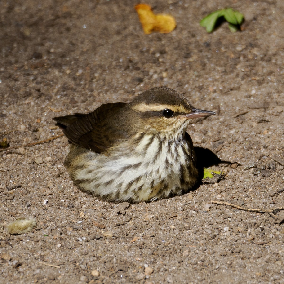 Northern Waterthrush - ML623617290