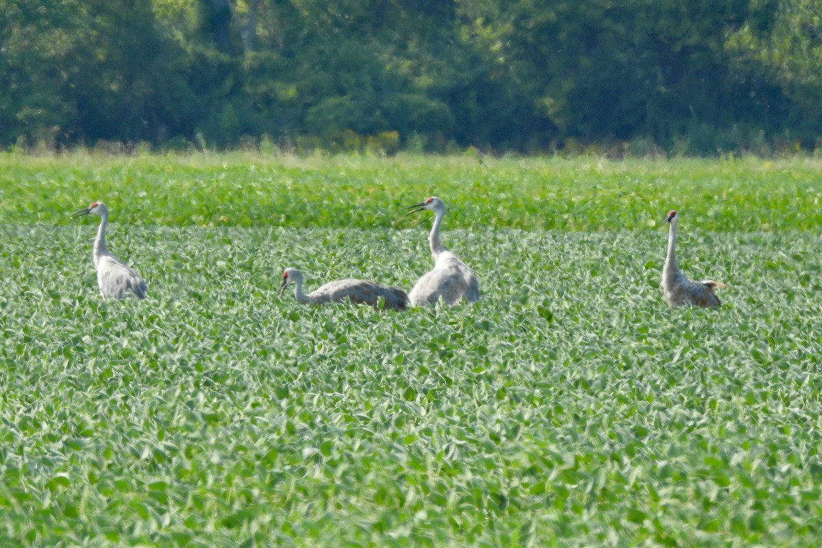 Sandhill Crane - ML623617294