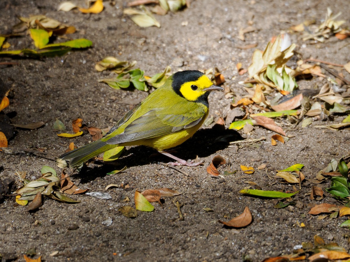 Hooded Warbler - ML623617299