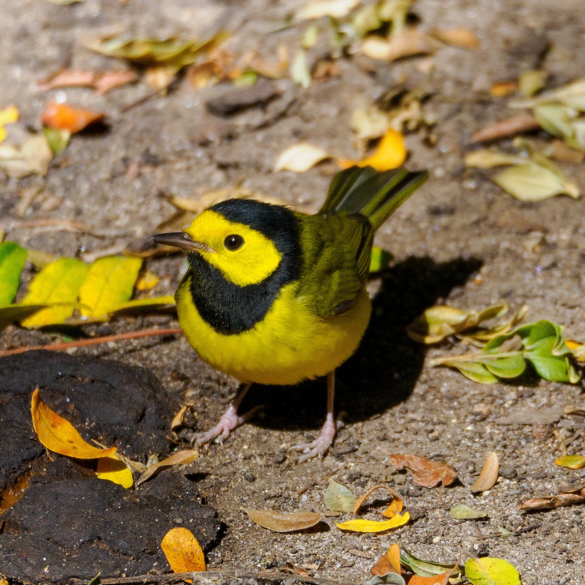 Hooded Warbler - Steve Solnick