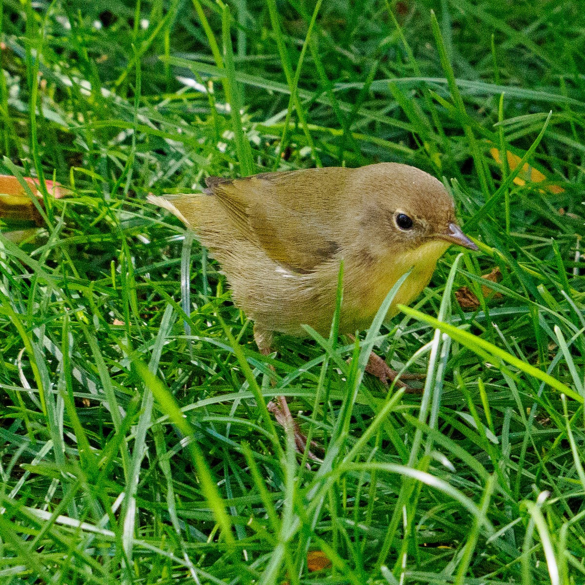 Common Yellowthroat - ML623617309