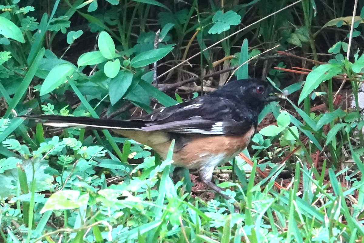 Eastern Towhee - ML623617310