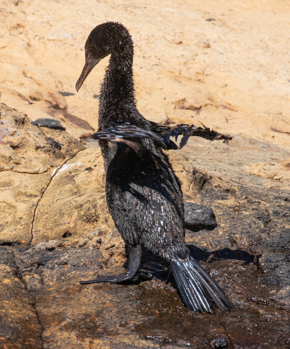 Flightless Cormorant - ML623617330