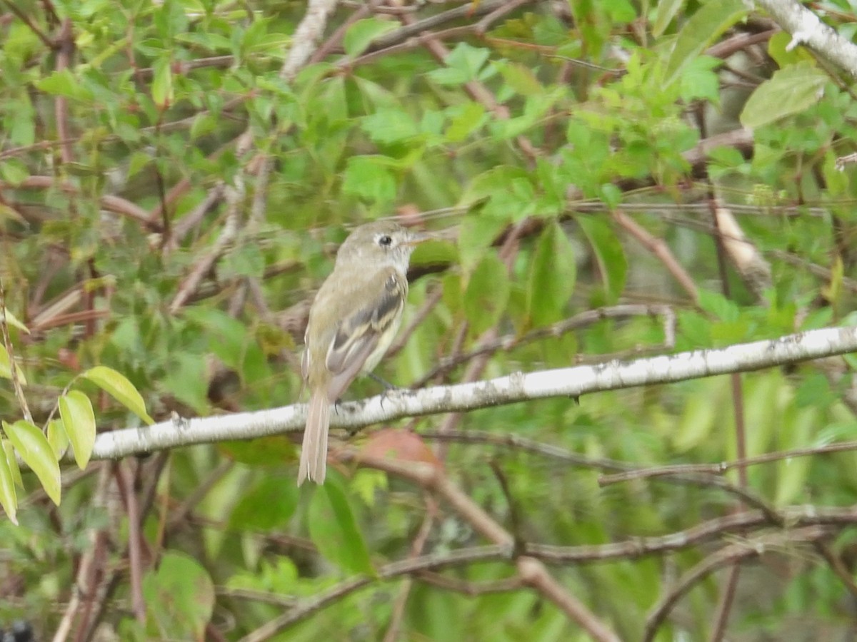 Least Flycatcher - ML623617339