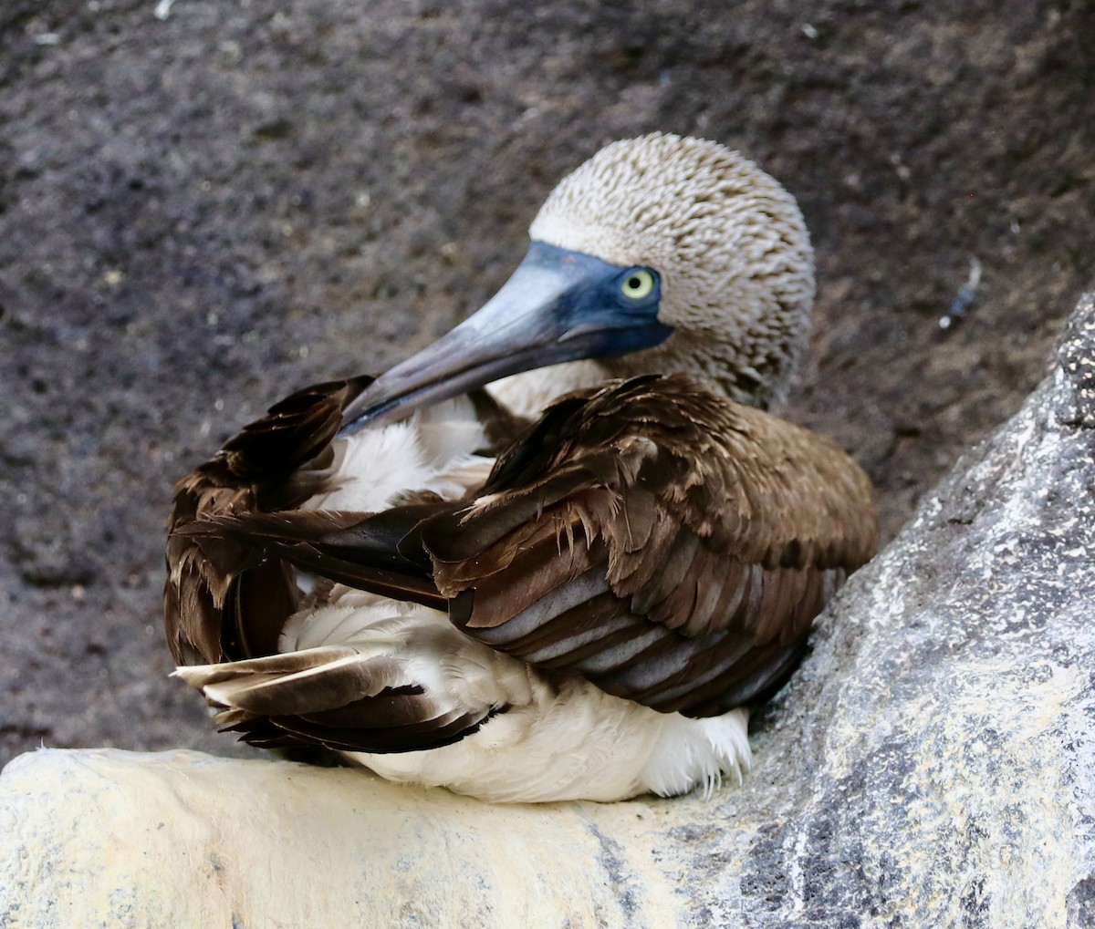 Blue-footed Booby - ML623617355