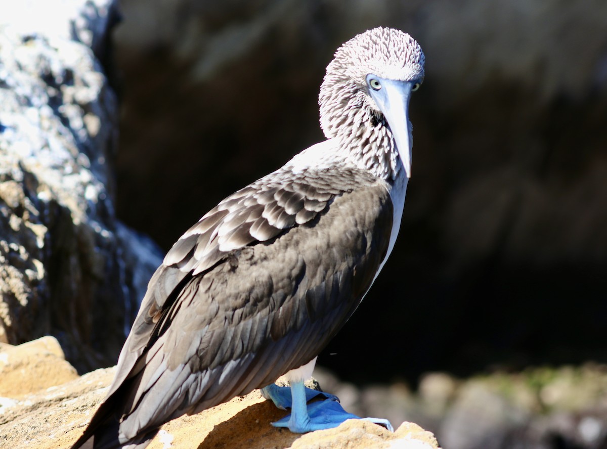 Blue-footed Booby - ML623617356