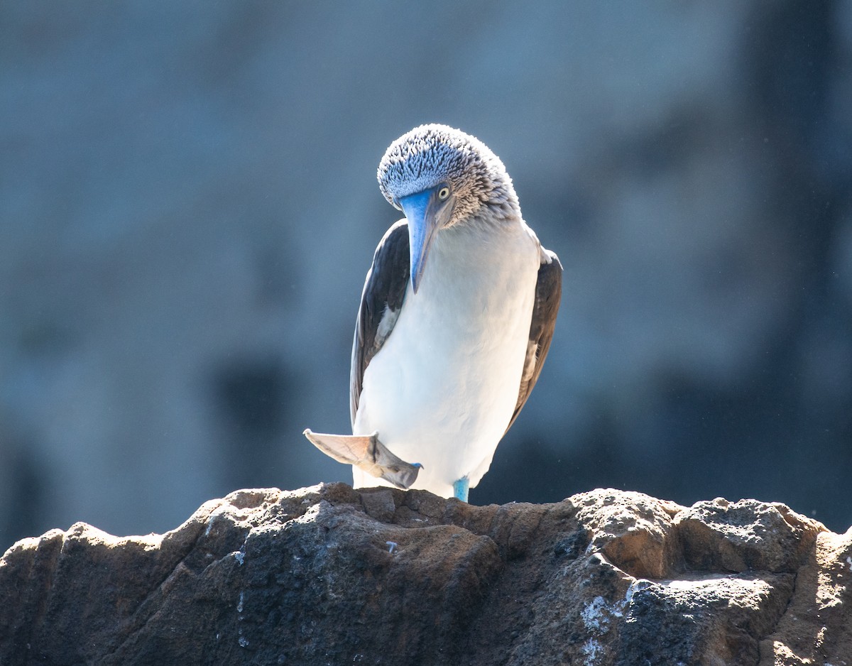 Blue-footed Booby - ML623617360