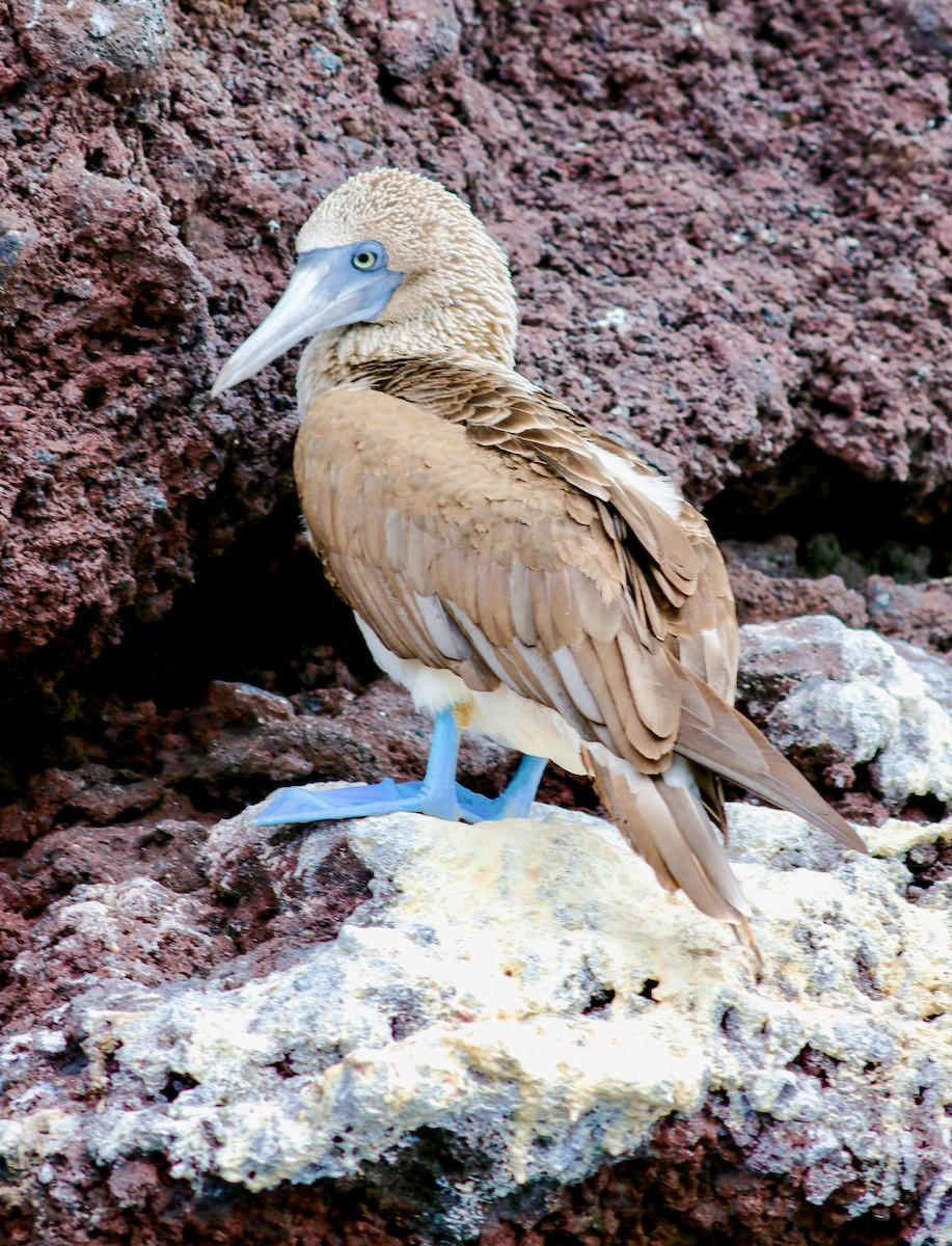 Blue-footed Booby - ML623617361