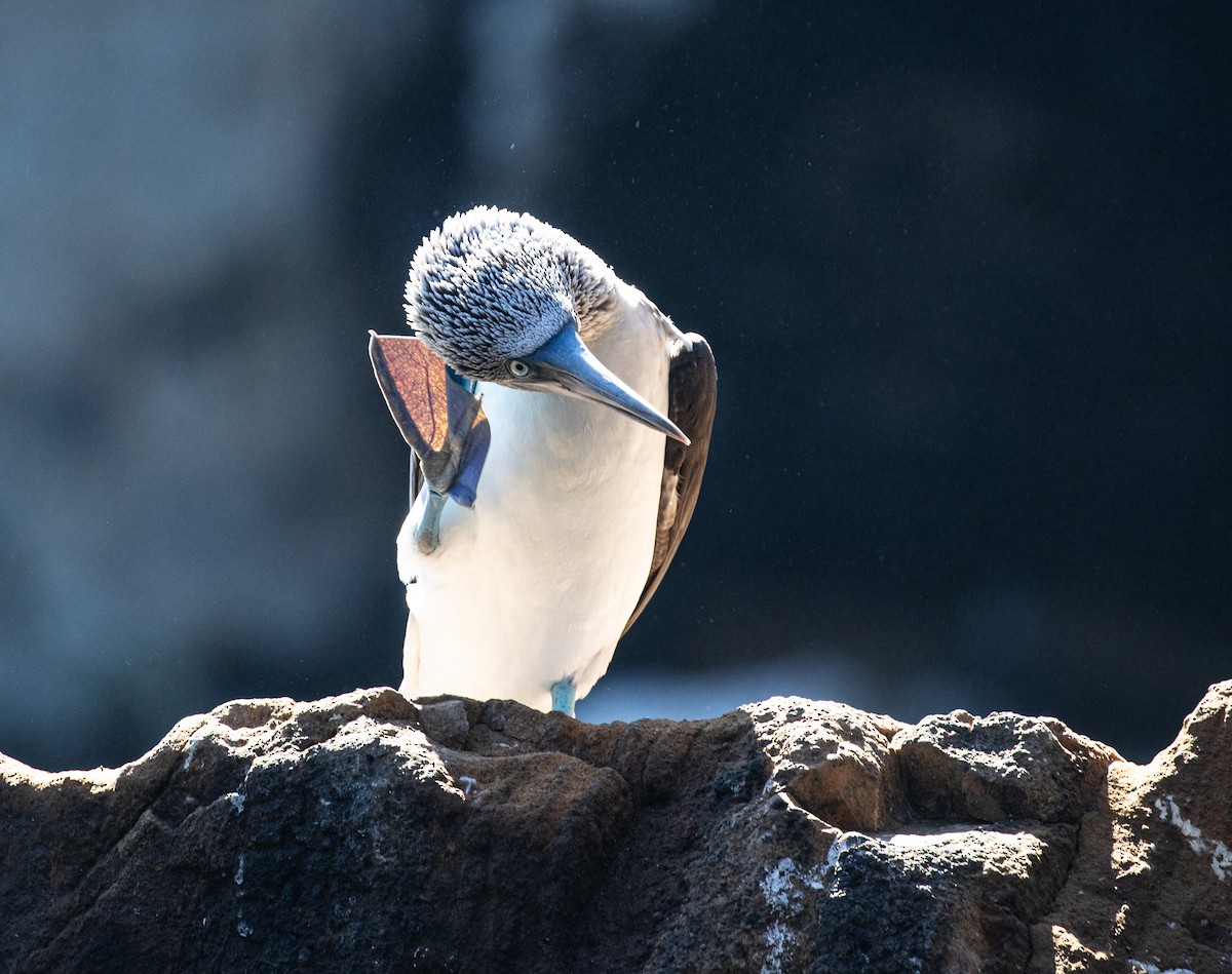 Blue-footed Booby - ML623617362