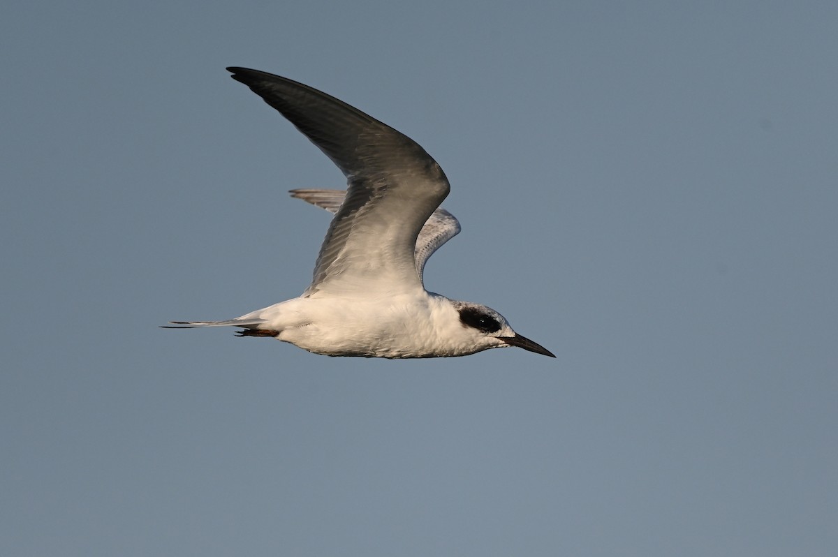 Forster's Tern - ML623617372