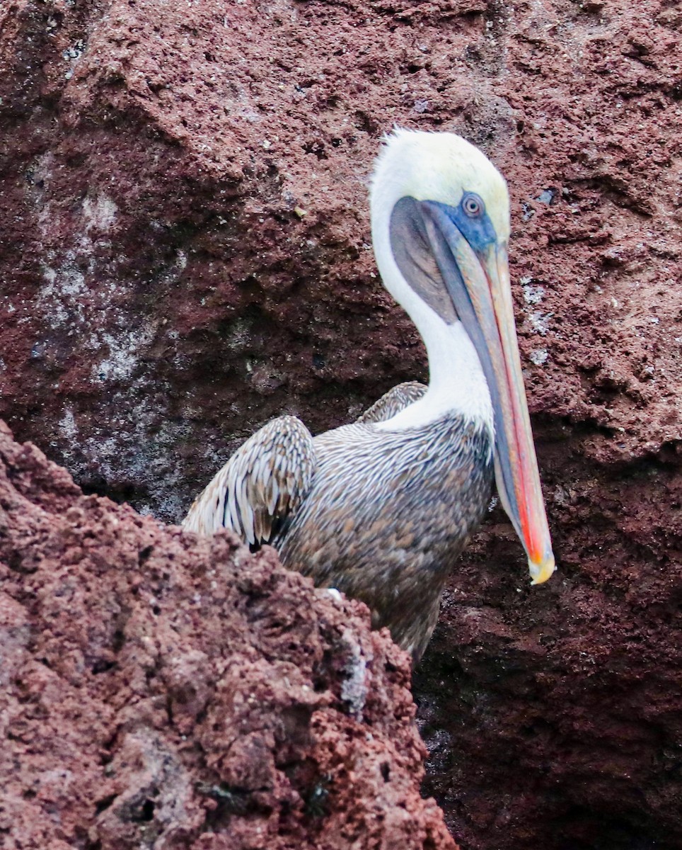 Brown Pelican (Galapagos) - ML623617375