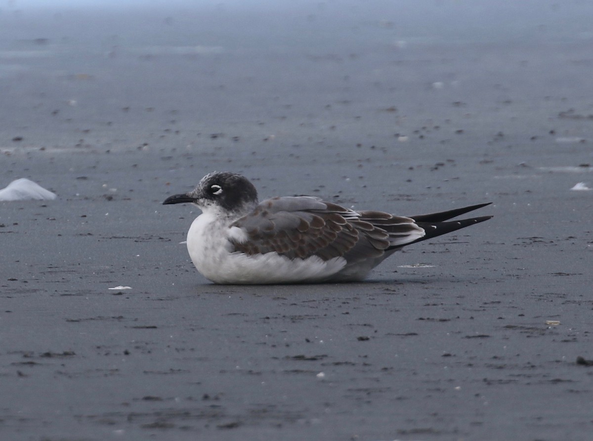 Franklin's Gull - ML623617393