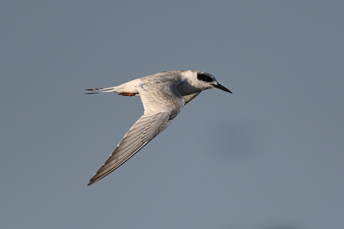 Forster's Tern - ML623617394