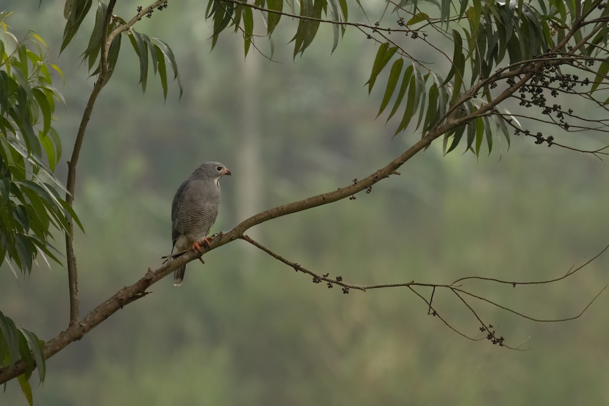 Lizard Buzzard - ML623617401