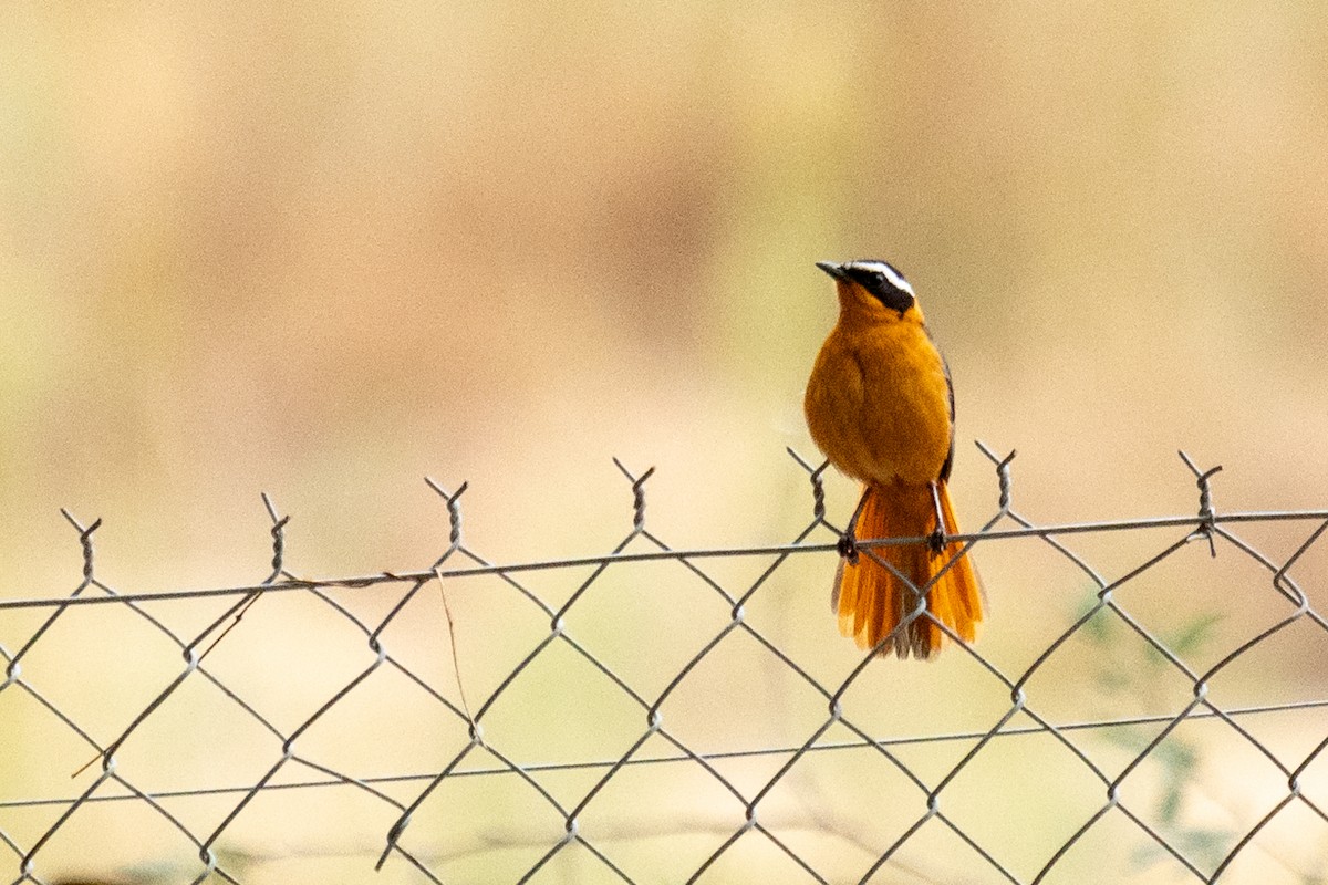 White-browed Robin-Chat - ML623617402