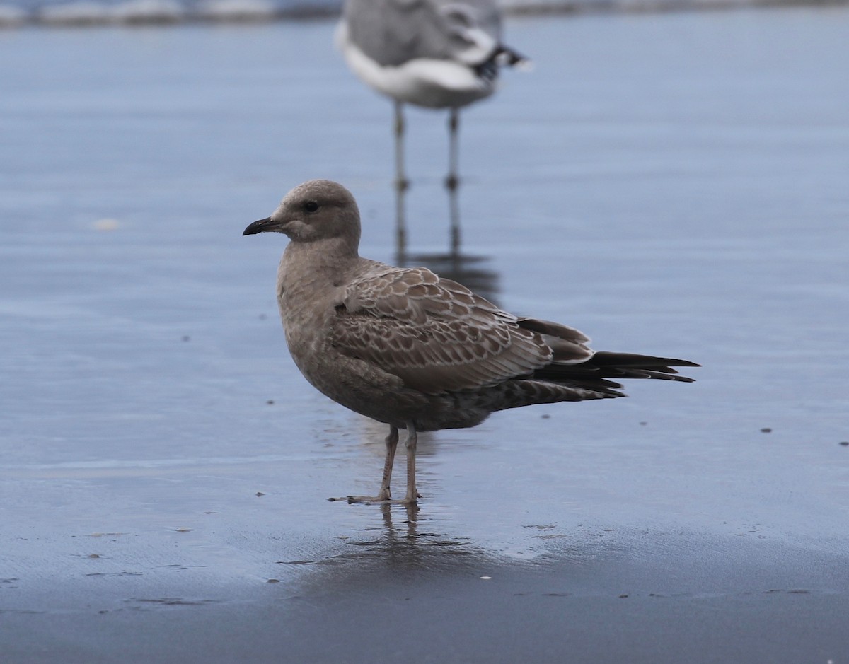 Short-billed Gull - ML623617403