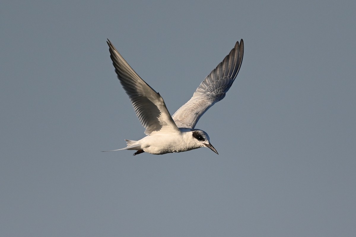 Forster's Tern - ML623617404