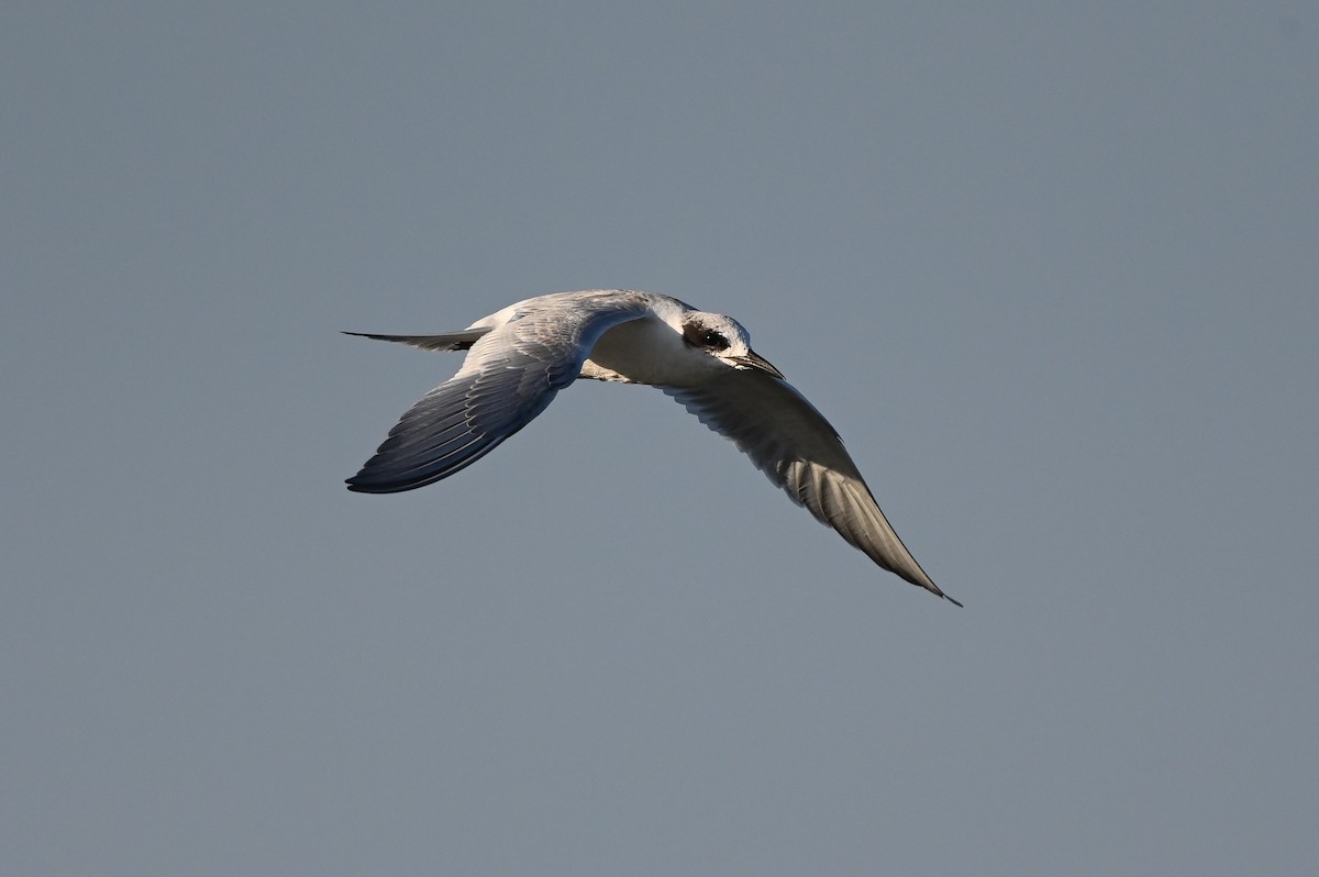 Forster's Tern - ML623617405