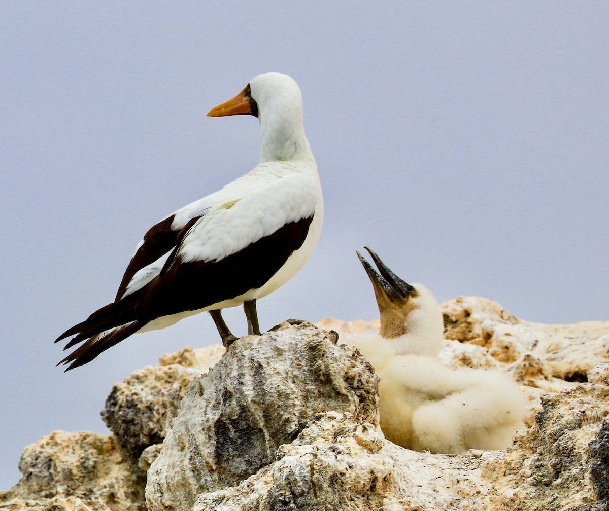 Nazca Booby - ML623617413