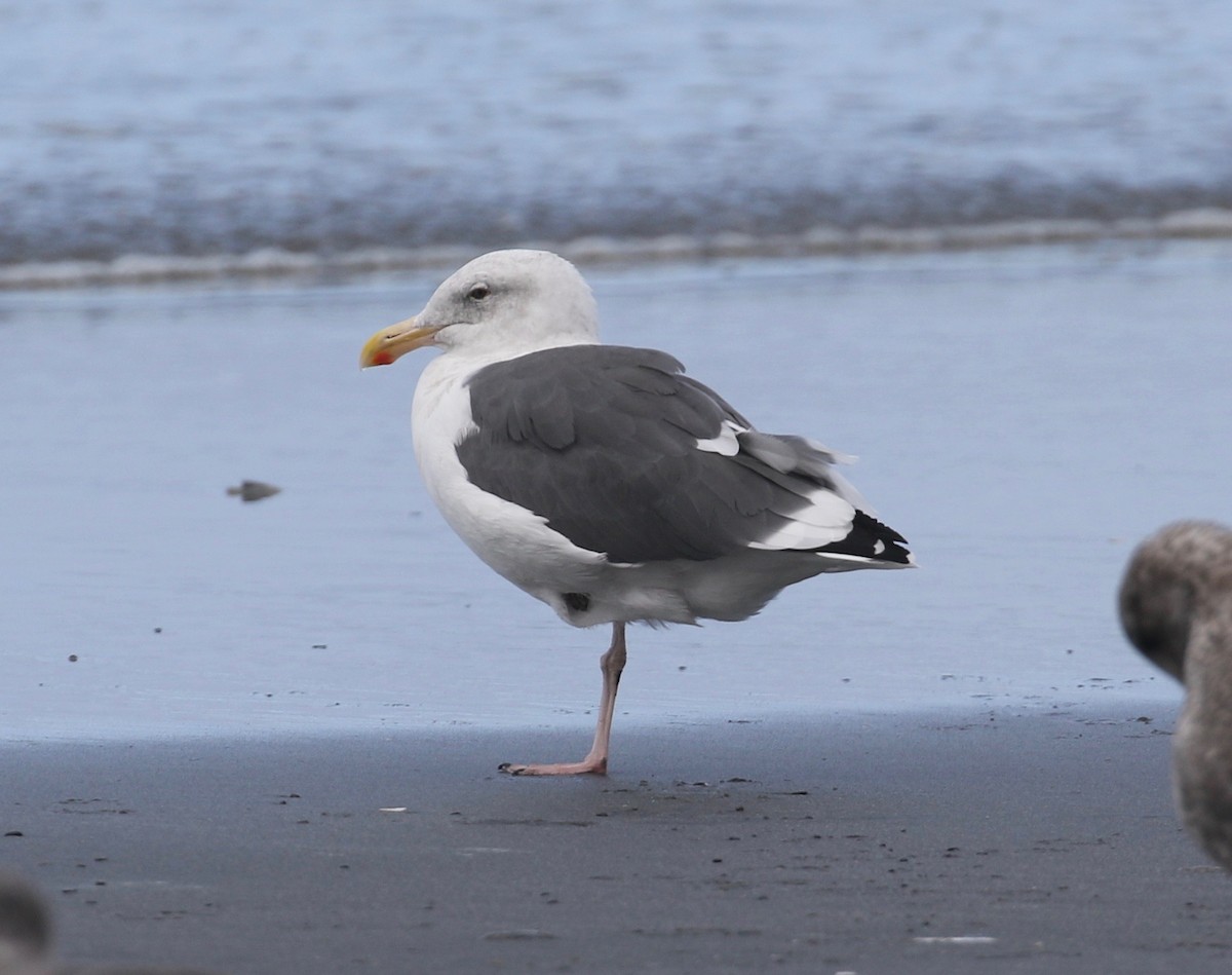 Western Gull - ML623617423