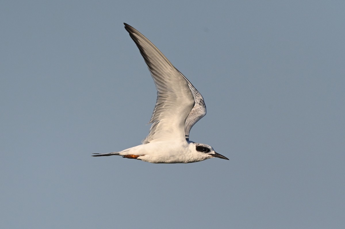 Forster's Tern - ML623617435