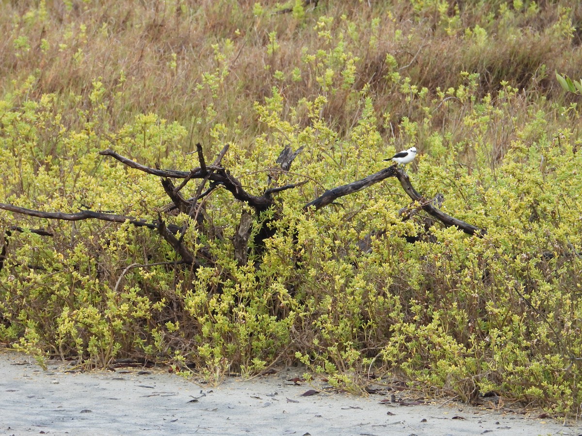 Pied Water-Tyrant - ML623617440