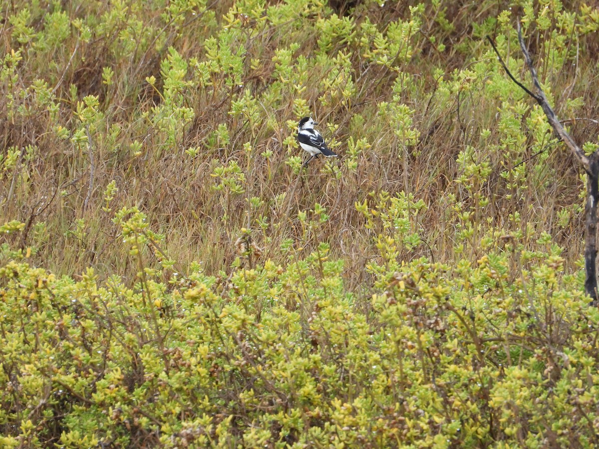 Pied Water-Tyrant - ML623617441