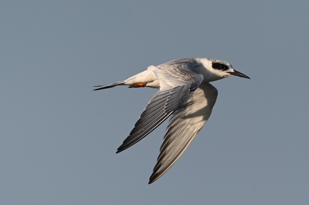 Forster's Tern - ML623617442