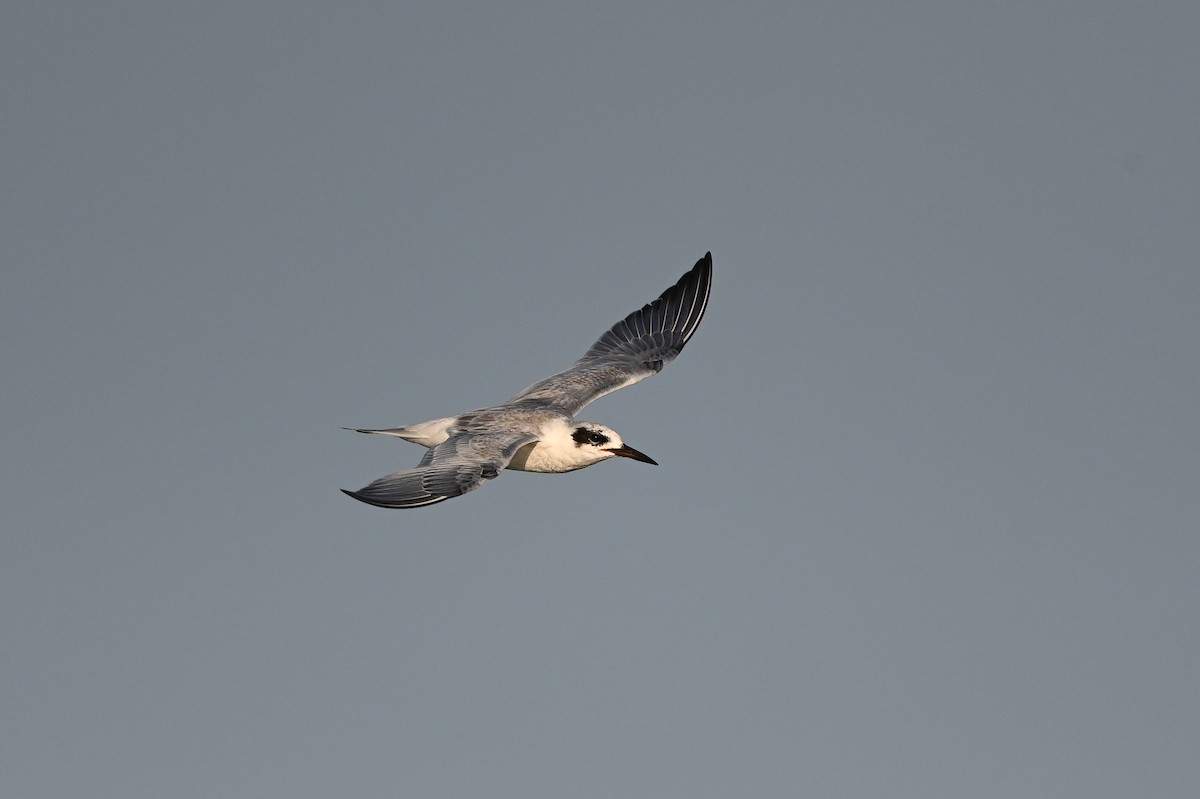 Forster's Tern - ML623617449