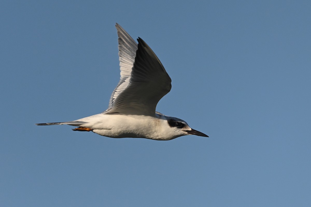 Forster's Tern - ML623617457