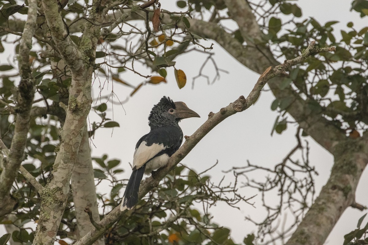 Black-and-white-casqued Hornbill - ML623617459