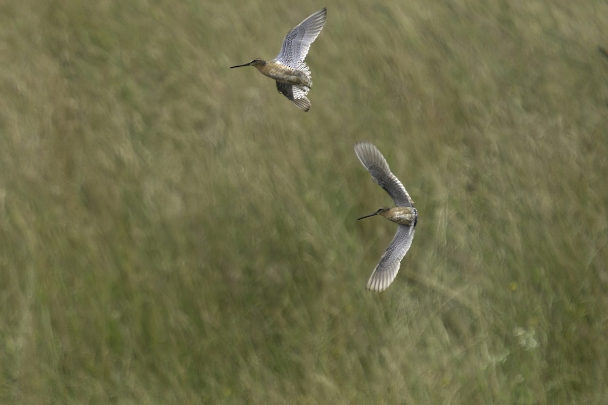 Short-billed Dowitcher - ML623617472