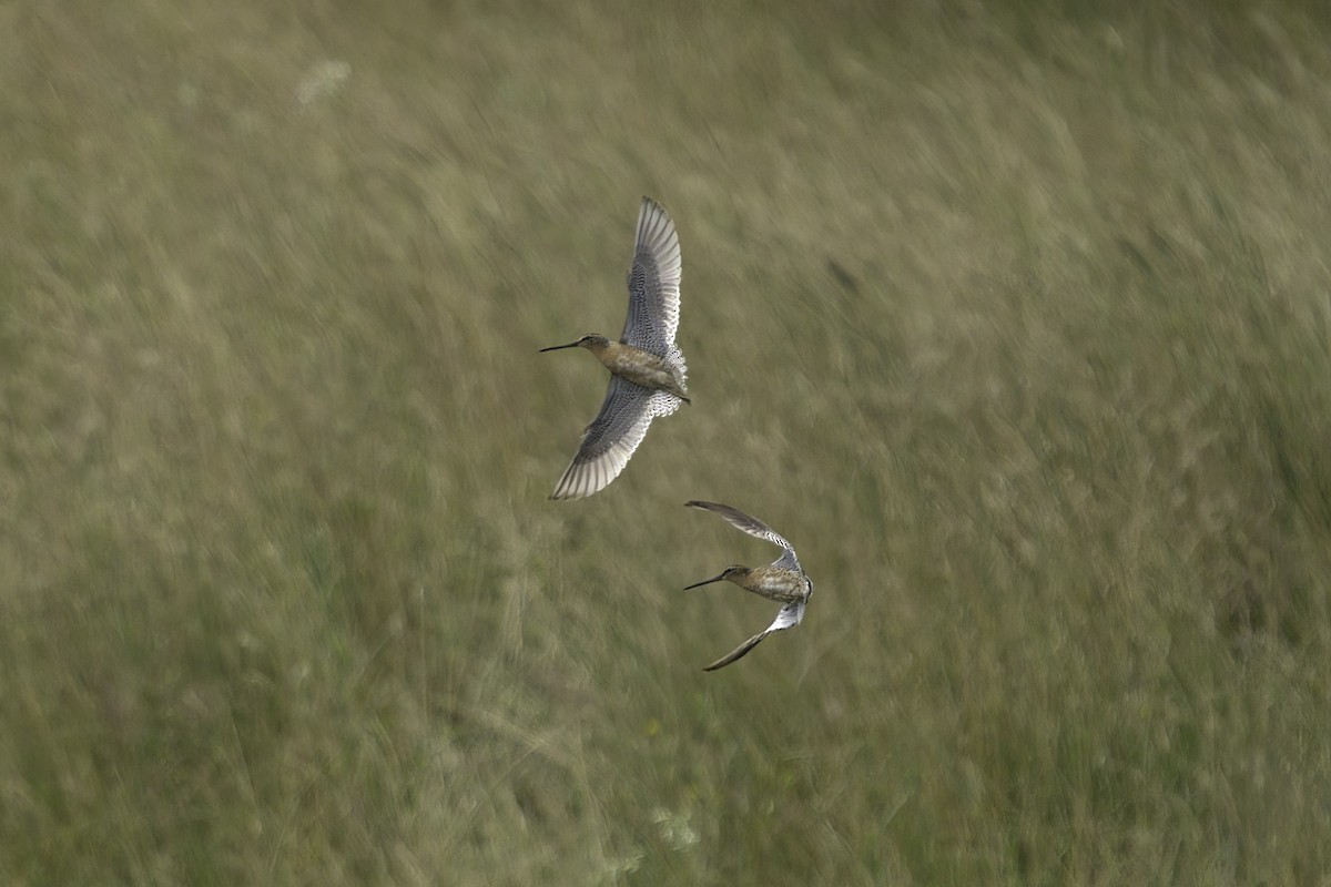 Short-billed Dowitcher - ML623617473