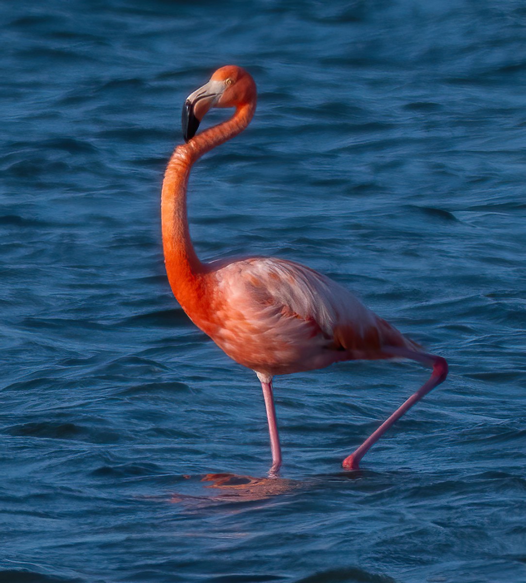 rødflamingo - ML623617481