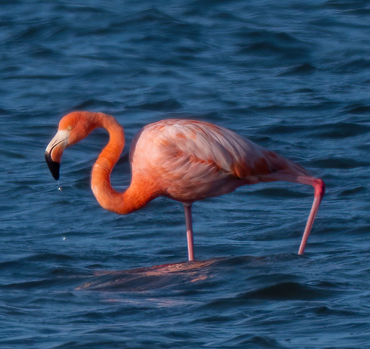 rødflamingo - ML623617482