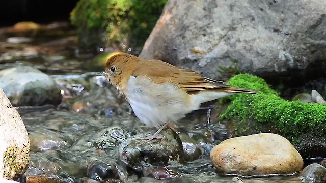 Veery - ML623617503