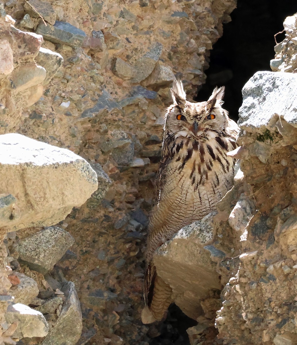 Eurasian Eagle-Owl - ML623617520