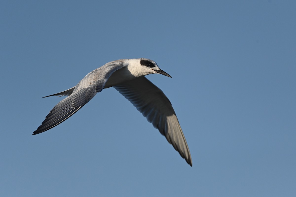 Forster's Tern - ML623617523