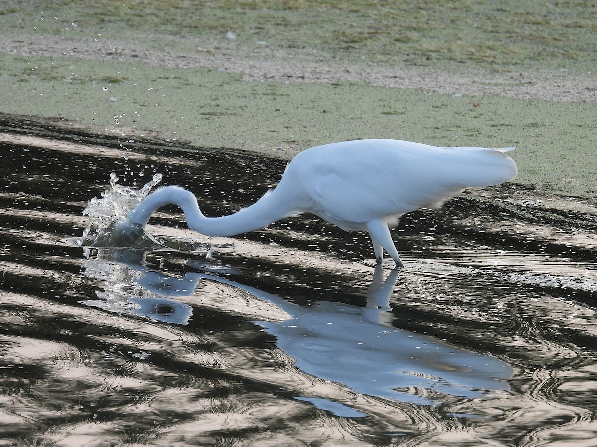 Great Egret - ML623617532