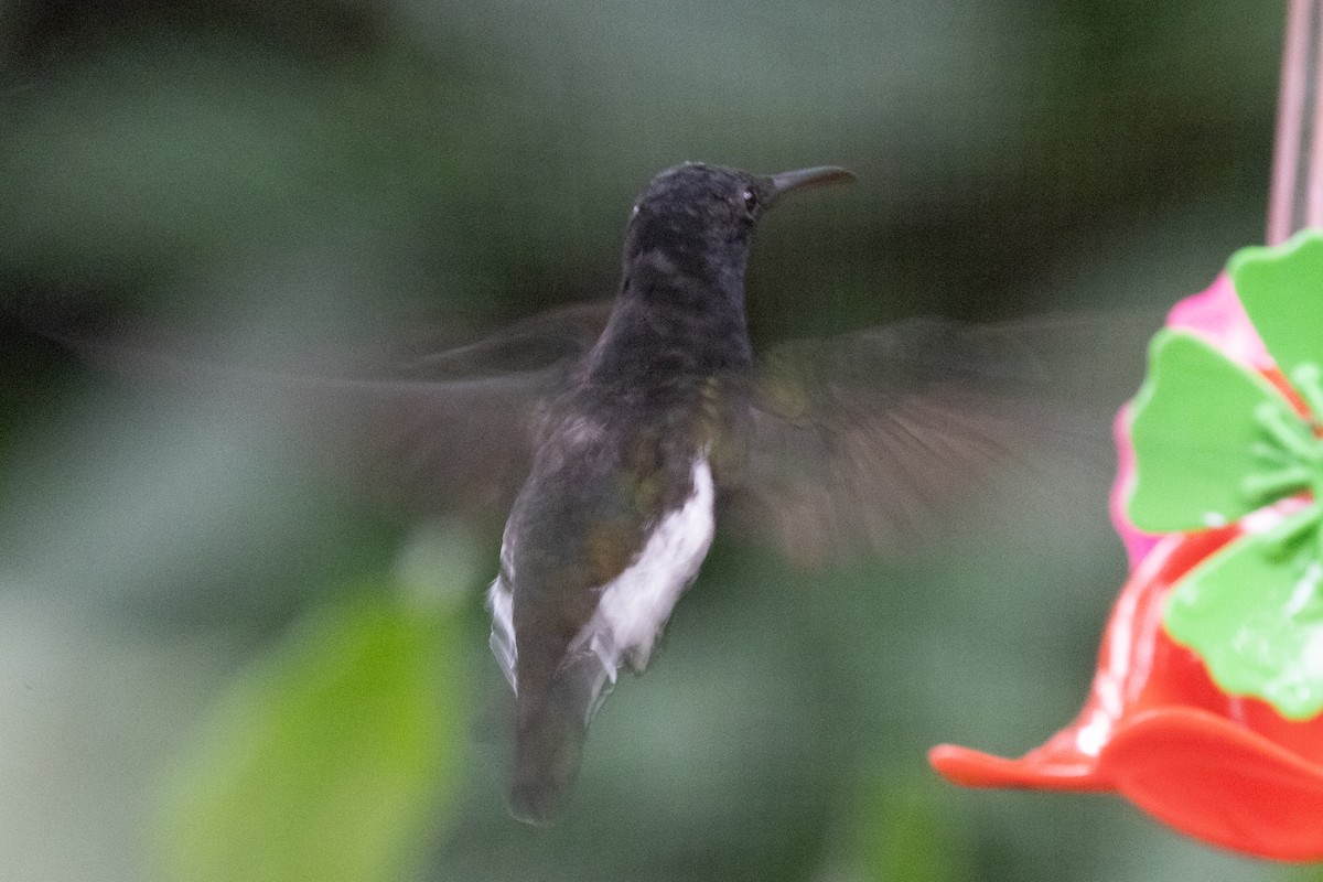 Black Jacobin - ML623617547