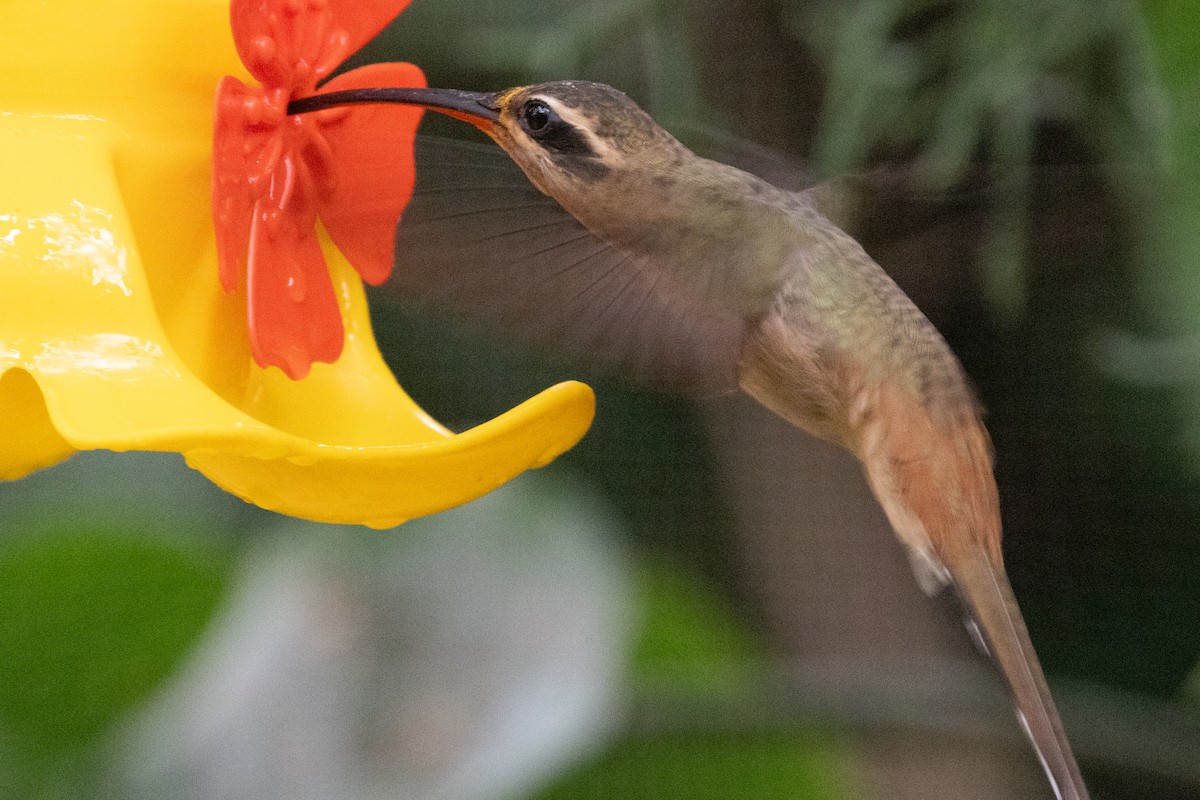 Planalto Hermit - ML623617552