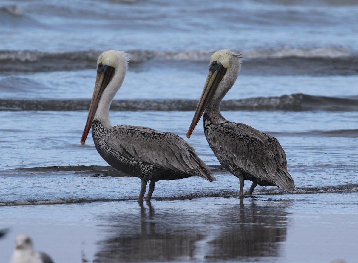 Brown Pelican - ML623617571