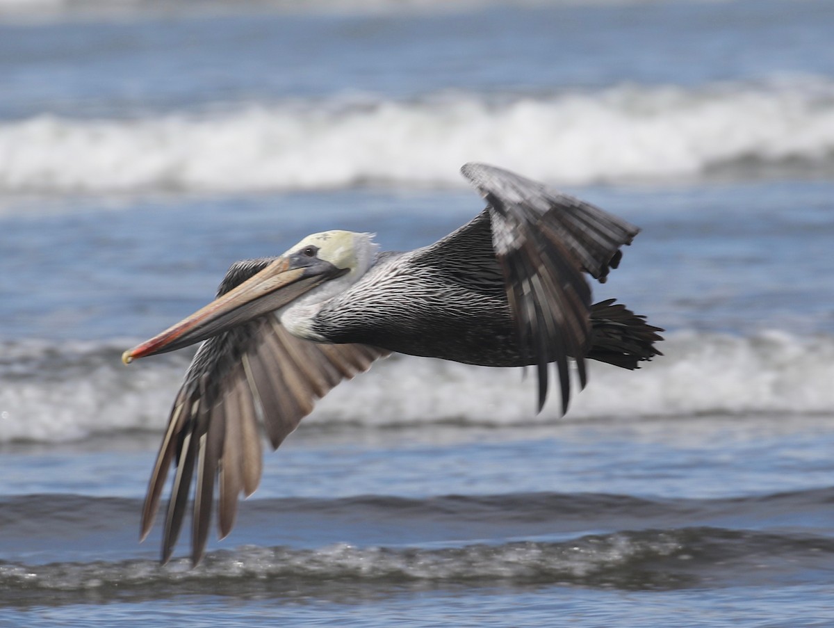 Brown Pelican - ML623617583